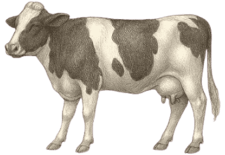 HF cow